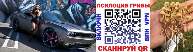 Галлюциногенные грибы Psilocybe shop как зайти Балтийск наркотики